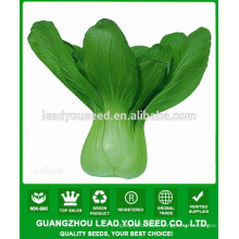 JPK11Heliu Early mature chinese hybrid pakchoi seeds f1 for sales
